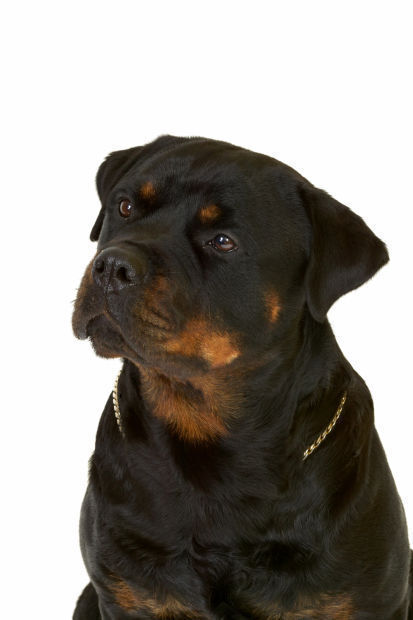 10. Rottweiler